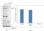 JMJD1A Antibody in Western Blot (WB)