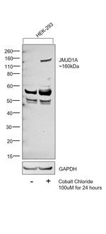 JMJD1A Antibody in Western Blot (WB)