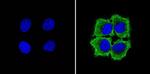 GAPDH Loading Control Antibody in Immunocytochemistry (ICC/IF)