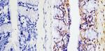 GAPDH Loading Control Antibody in Immunohistochemistry (Paraffin) (IHC (P))