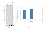 GAPDH Loading Control Antibody in Western Blot (WB)