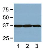 GAPDH Loading Control Antibody in Western Blot (WB)