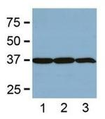 GAPDH Loading Control Antibody in Western Blot (WB)