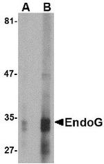 ENDOG Antibody in Western Blot (WB)