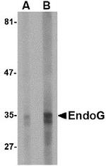 ENDOG Antibody in Western Blot (WB)