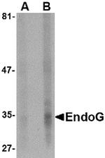 ENDOG Antibody in Western Blot (WB)