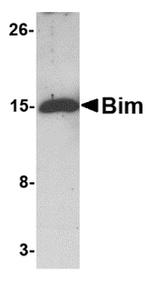 Bim Antibody in Western Blot (WB)