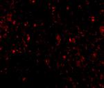 MD-2 Antibody in Immunohistochemistry (IHC)