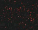 ORAI1 Antibody in Immunohistochemistry (IHC)