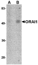 ORAI1 Antibody in Western Blot (WB)