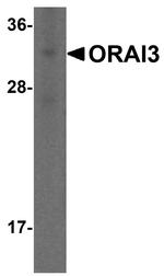 ORAI3 Antibody in Western Blot (WB)