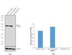 Beclin 1 Antibody