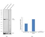 c-Jun Antibody