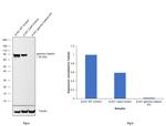 gamma Catenin Antibody in Western Blot (WB)