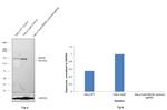 MSH6 Antibody in Western Blot (WB)