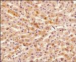 TNFRSF11B Antibody in Immunohistochemistry (Paraffin) (IHC (P))