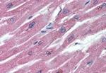 TNFRSF11B Antibody in Immunohistochemistry (Paraffin) (IHC (P))