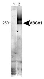 ABCA1 Antibody in Western Blot (WB)