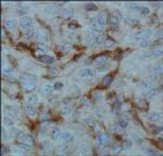 PHD2 Antibody in Immunohistochemistry (Paraffin) (IHC (P))