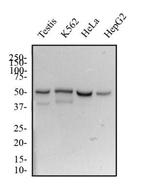 DUX4 Antibody in Western Blot (WB)