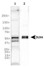 DUX4 Antibody in Western Blot (WB)