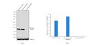 IkB alpha Antibody in Western Blot (WB)