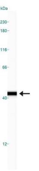 IkB alpha Antibody in Western Blot (WB)