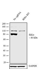 IKK alpha Antibody