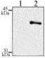 Phospho-IkB alpha (Ser32, Ser36) Antibody in Western Blot (WB)