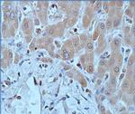 DNMT1 Antibody in Immunohistochemistry (Paraffin) (IHC (P))