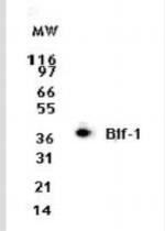 Bif1 Antibody in Western Blot (WB)