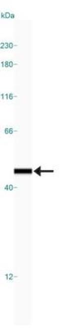 Bif1 Antibody in Western Blot (WB)