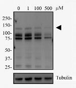 DNMT3A Antibody in Western Blot (WB)