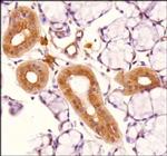 TLR4 Antibody in Immunohistochemistry (Paraffin) (IHC (P))