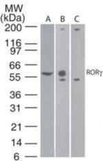 ROR gamma Antibody in Western Blot (WB)