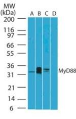 MyD88 Antibody in Western Blot (WB)