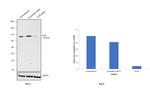 TLR5 Antibody in Western Blot (WB)