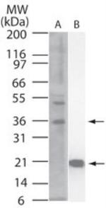 IL-33 Antibody in Western Blot (WB)