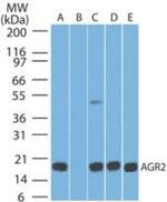 AGR2 Antibody in Western Blot (WB)