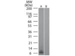 MIP-3 alpha Antibody in Western Blot (WB)