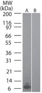 MIP-3 alpha Antibody in Western Blot (WB)