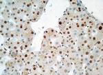 HMGB1 Antibody in Immunohistochemistry (Paraffin) (IHC (P))