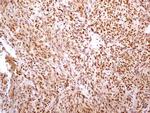 HMGB1 Antibody in Immunohistochemistry (Paraffin) (IHC (P))