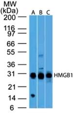 HMGB1 Antibody in Western Blot (WB)