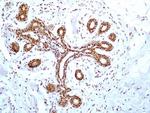 HMGB1 Antibody in Immunohistochemistry (Paraffin) (IHC (P))