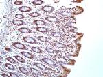 HMGB1 Antibody in Immunohistochemistry (Paraffin) (IHC (P))