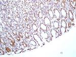 HMGB1 Antibody in Immunohistochemistry (Paraffin) (IHC (P))