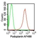 Podoplanin Antibody in Flow Cytometry (Flow)