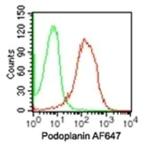 Podoplanin Antibody in Flow Cytometry (Flow)