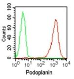 Podoplanin Antibody in Flow Cytometry (Flow)